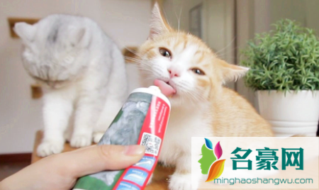 长毛猫需要吃化毛膏吗1