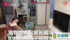 宠物狗帮女孩监听望风家长 大狗与女孩配合默契感