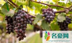 葡萄连皮带籽吃更健康吗 常吃葡萄有什么好处