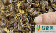 30只蜜蜂1只蜂王能繁殖吗 买了蜂王怎么才能变成一