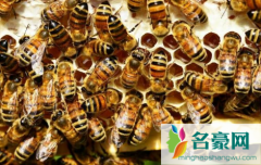 50只蜜蜂能养活蜂王吗 野外捉的蜜蜂没蜂王怎么养