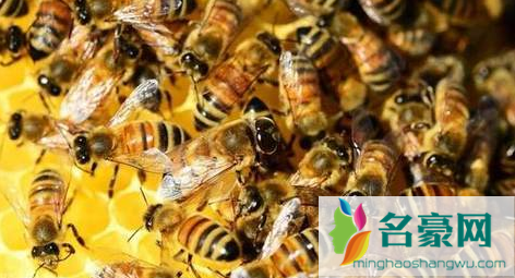 50只蜜蜂能养活蜂王吗3