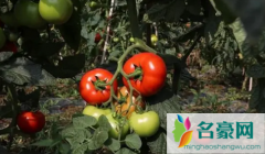 西红柿移栽缓苗需要几天 养西红柿哪些是要注意的