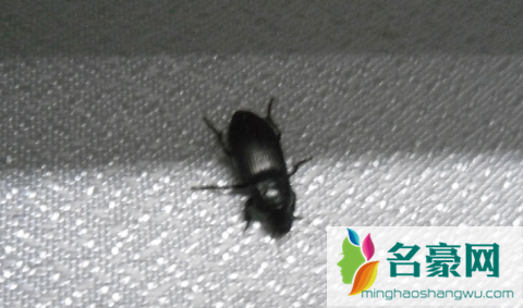 家里地上好多小黑虫哪里来的2