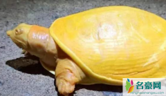 印度渔民发现金色乌龟 罕见金色乌龟是怎么来的为