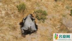 博茨瓦纳数百头大象神秘死亡 揭露大象惨死原因是