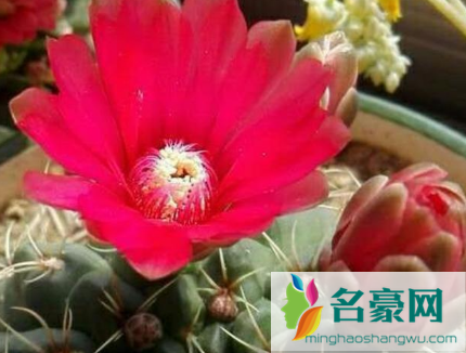如何让绯花玉生小球3