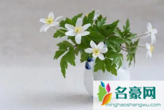 花瓶里的花怎么养 家里的花瓶适合放什么花卉