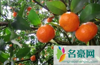 沙糖桔有刺鼻的味道是怎么回事3
