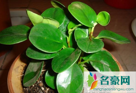 豆瓣绿喜阴还是喜阳3