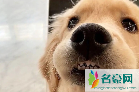 怎么判断人得了狂犬病会学狗叫吗1