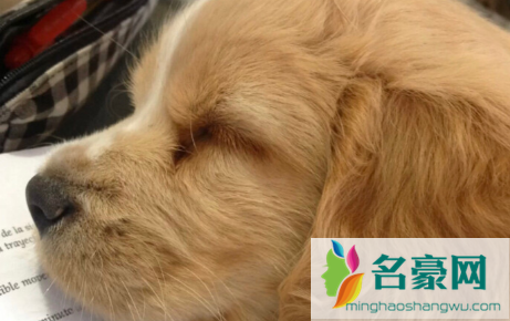 怎么判断人得了狂犬病会学狗叫吗3