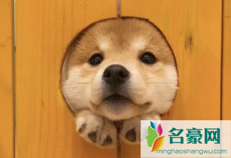怎么判断人得了狂犬病会学狗叫吗2
