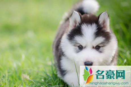 犬瘟热初期症状怎么治3