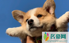 神经性犬瘟抽搐还能好起来吗 犬瘟一般多久死亡