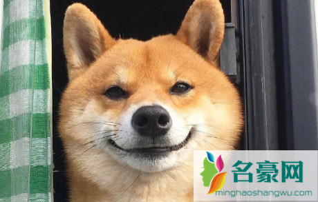 犬瘟多少天算撑过去了后期临死前症状3