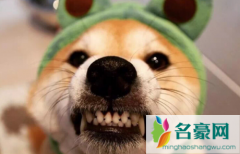 犬瘟多少天算撑过去了 狗狗得了犬瘟还能活吗