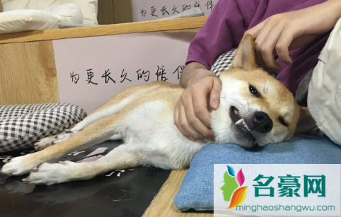 只要能喝水就排除狂犬病吗1