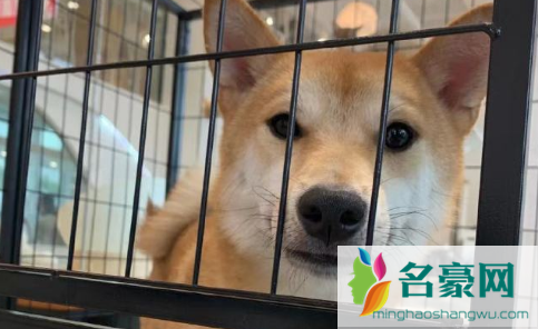 只要能喝水就排除狂犬病吗2