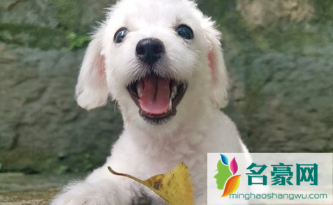 狂犬病第几天开始恐水2
