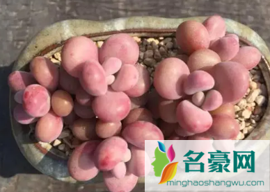 桃蛋冬天怎么养护2
