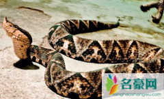 用嘴为同伴吸蛇毒很危险吗 被毒蛇咬伤怎么办