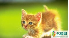 猫咪是噬元兽是什么梗 看完这些详情内容你就懂了