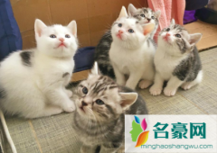 猫咪软便益生菌吃几天 猫咪拉软便怎么回事