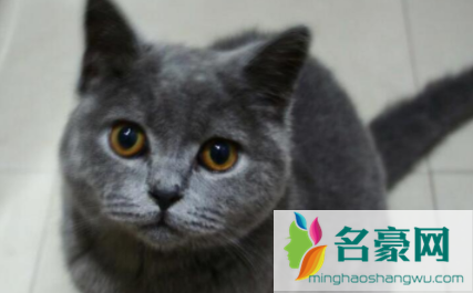 蓝猫多长时间发腮3