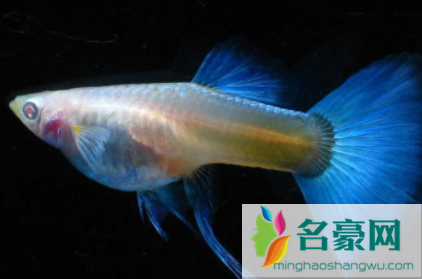 孔雀鱼冷水还是热水鱼2