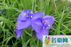紫露草啥时候修剪合适 给紫露草修剪哪些是要注意