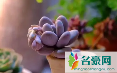 如何培育新买的桃美人3