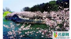 家乡的樱花开了什么梗 川桑家乡的樱花什么梗是怎