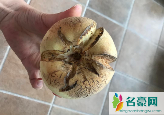 爆炸桃好吃吗2
