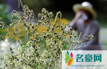 秋季花粉过敏是什么花粉2
