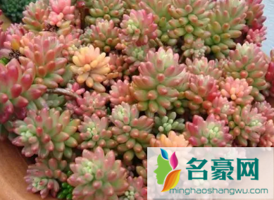 虹之玉怎么叶插繁殖3