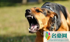 我得了狂犬病我不想死怎么办 狂犬病为啥治不了