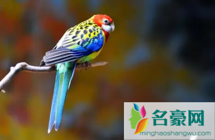 鹦鹉热可以自愈吗2
