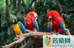 鹦鹉热可以自愈吗 鹦鹉生病怎么处理