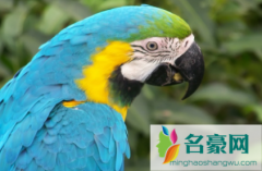 鹦鹉热病毒能存活多久 感染鹦鹉热会怎么样
