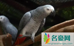 鹦鹉热人与人传染吗 如何避免鹦鹉热