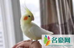 人得了鹦鹉热会好吗 得了鹦鹉热有什么症状