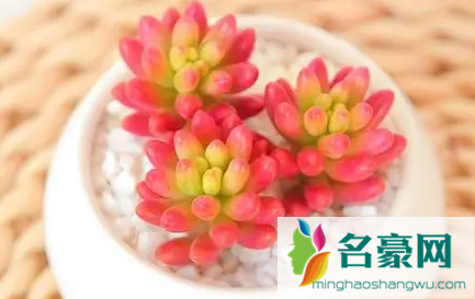 虹之玉掉叶子什么原因 3