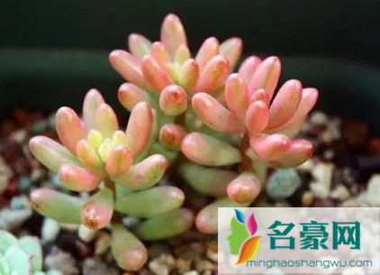 虹之玉掉叶子什么原因 2