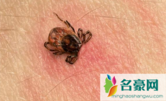 家里出现一只隐翅虫还会有很多吗 隐翅虫是怎么来