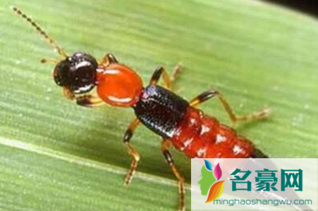 隐翅虫爬过的床单有毒吗2