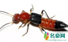 隐翅虫的生活环境一般在哪里 隐翅虫分布在哪些省