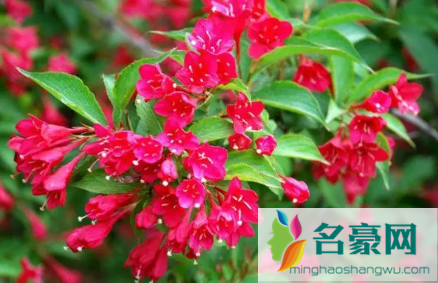 锦带花有休眠期吗1