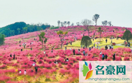 二妃山粉黛乱子草在哪里怎么走1