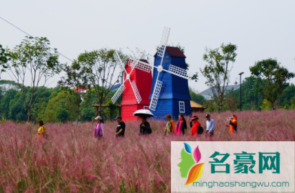 二妃山粉黛乱子草在哪里怎么走4